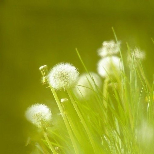 决战高端婚宴五粮液力推缘定晶生闯天下